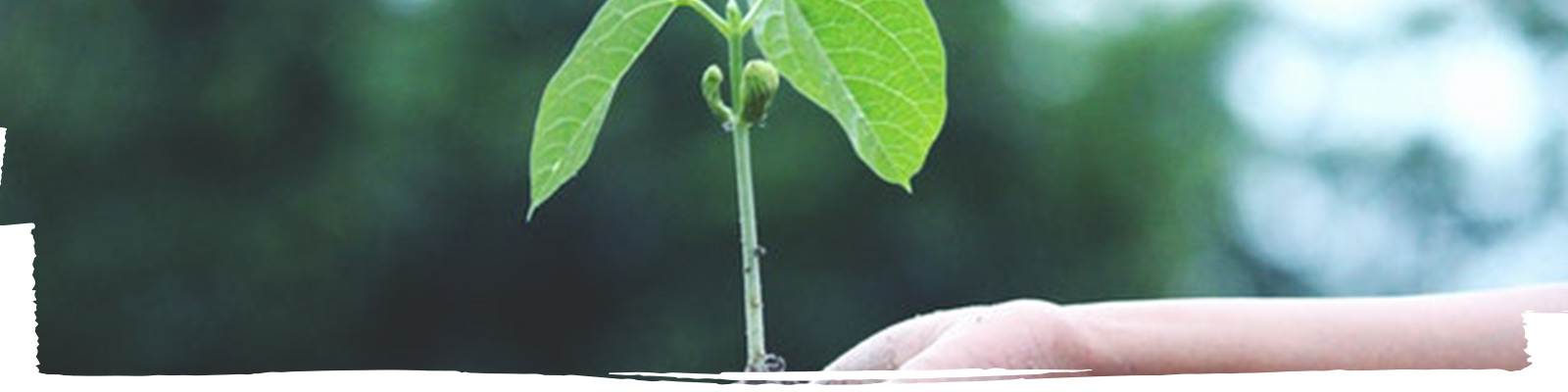 Plant in hands