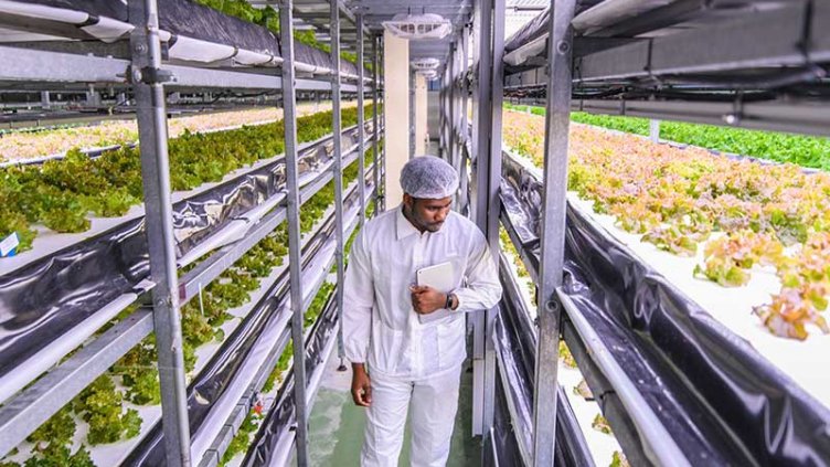 Farmer checking the crops in vertical farm