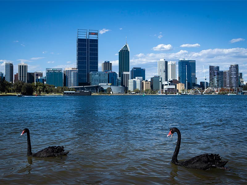 View of ducks in a pond near real estate office buildings in a smart city